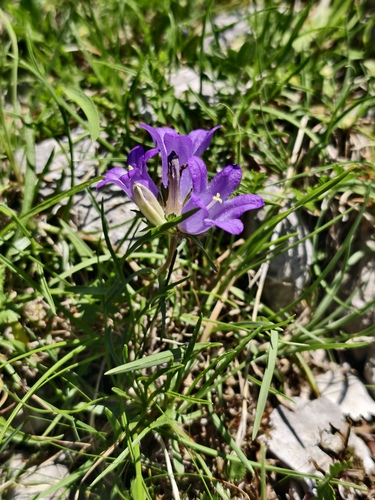 Edraianthus graminifolius, photograph 3