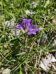 Edraianthus graminifolius, photograph (c) fmunoz, some rights reserved (CC BY)