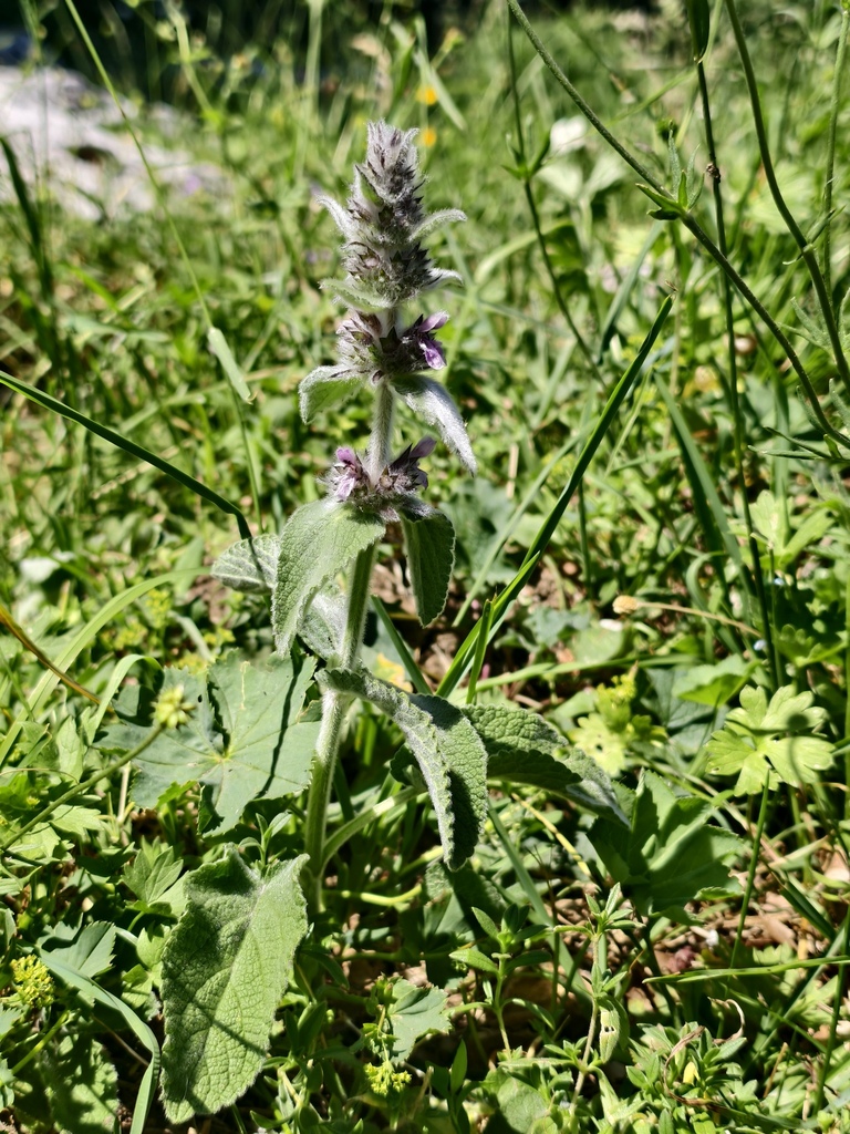 Stachys tymphaea; photograph (c) fmunoz, some rights reserved (CC BY)