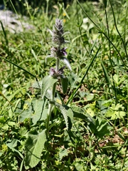 Stachys tymphaea