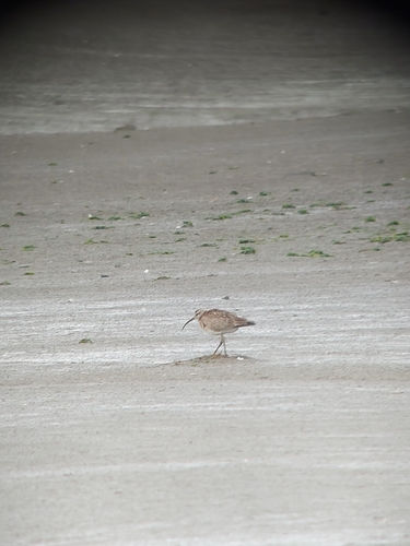 iNaturalist: (c) An, some rights reserved (CC BY-NC), uploaded by An iNaturalist image