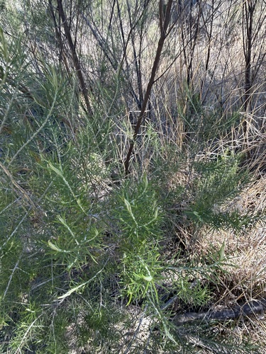 curry bush