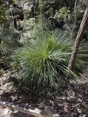 Xanthorrhoea arborea