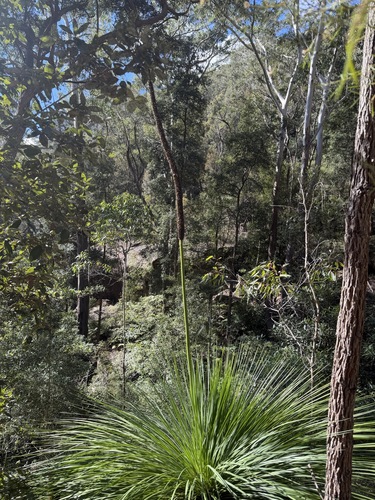 Xanthorrhoea arborea, photograph 3