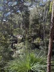 Xanthorrhoea arborea, photograph (c) Toby Jin, some rights reserved (CC BY)