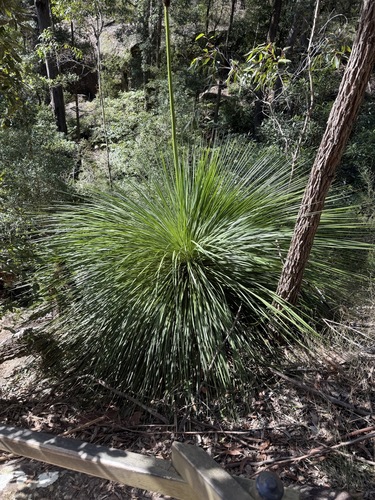Xanthorrhoea arborea, photograph 2