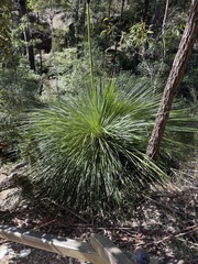 Xanthorrhoea arborea, photograph (c) Toby Jin, some rights reserved (CC BY)