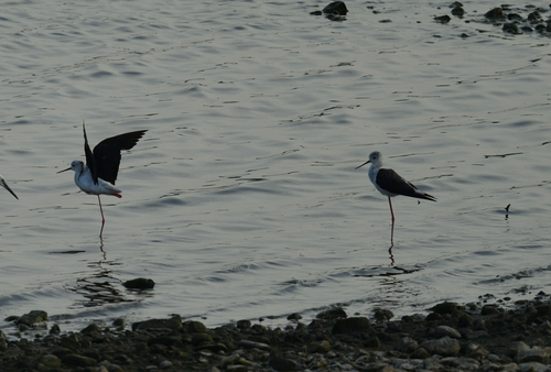 iNaturalist image