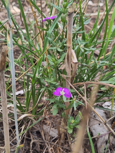 Legousia speculum-veneris, photograph 1