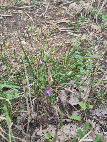 Legousia speculum-veneris, photograph 2