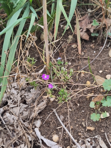 Legousia speculum-veneris, photograph 3