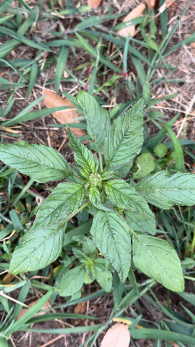 Amaranthus palmeri