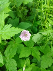 Geranium × oxonianum