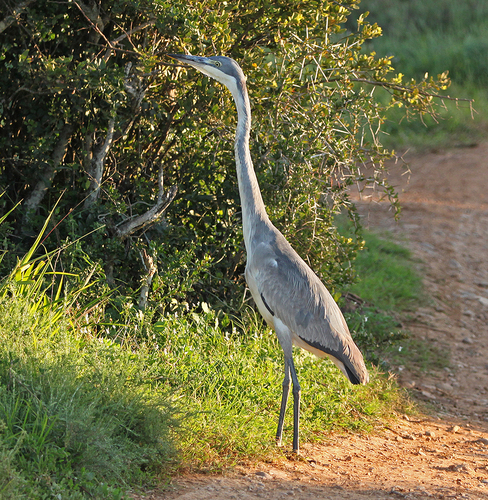 iNaturalist image