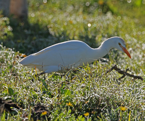 iNaturalist image