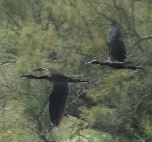 iNaturalist image