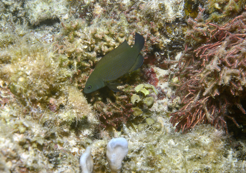 Pseudochromis fuscus observed 2026-07-12