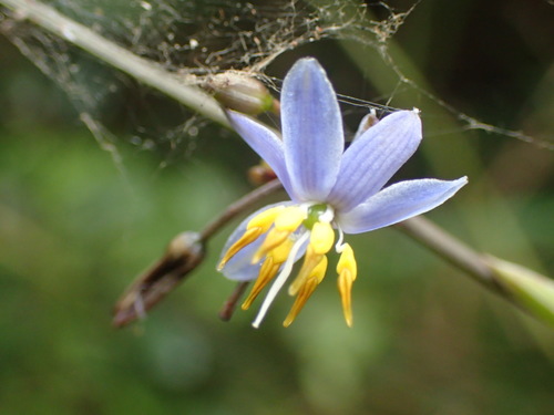 cerulean flax-lily