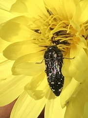 Acmaeodera ornatoides