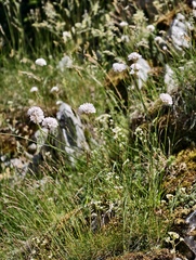 Armeria nebrodensis, photograph fmunoz, CC BY, iNaturalist via GBIF