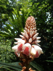 Alpinia shimadae