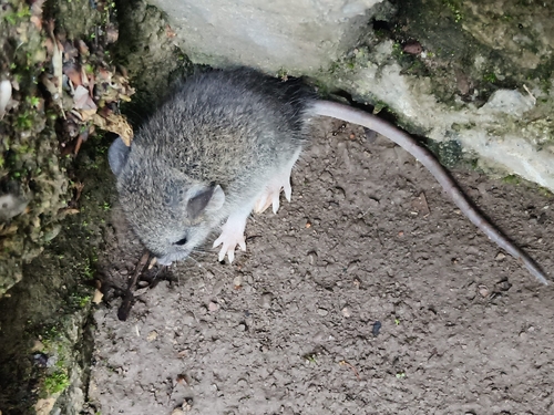 White-footed Mouse