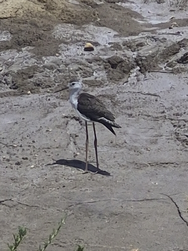 iNaturalist image