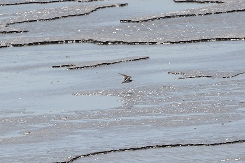 iNaturalist: (c) elegy-of-the-unchartedstar, some rights reserved (CC BY-NC) iNaturalist image