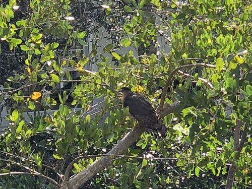 Accipiter cooperii image