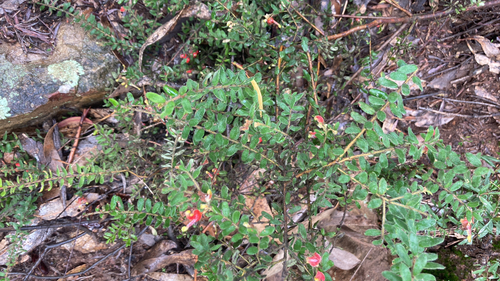 Mountain Grevillea