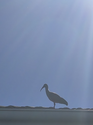 iNaturalist: (c) duanstassen, some rights reserved (CC BY-NC) iNaturalist image