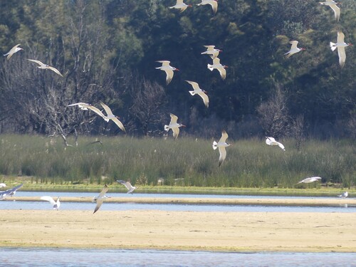 iNaturalist image