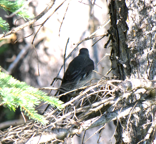 Myadestes townsendi