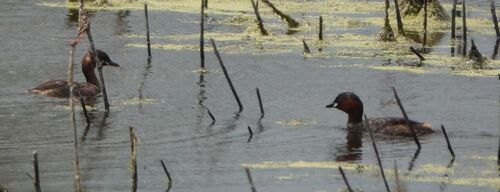 iNaturalist image