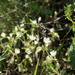 Cerastium brachypetalum tauricum - Photo (c) ramazan_murtazaliev, algunos derechos reservados (CC BY-NC)