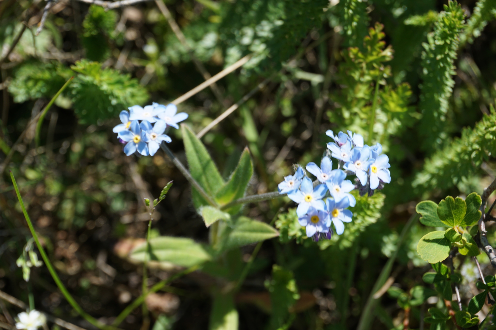 No Me Olvides (Género Myosotis) · NaturaLista Mexico