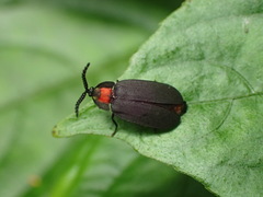 Pyrocoelia formosana