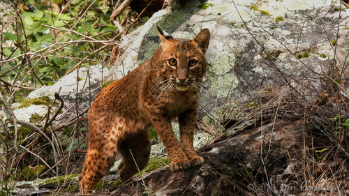 Bobcat
