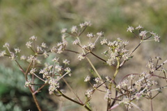 Trinia hispida