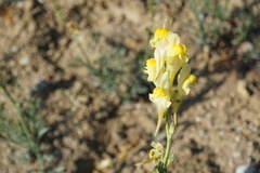 Linaria odora