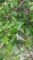 Ligustrum sinense