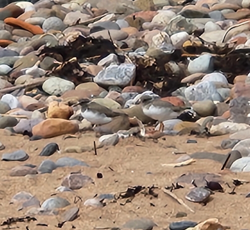 iNaturalist image