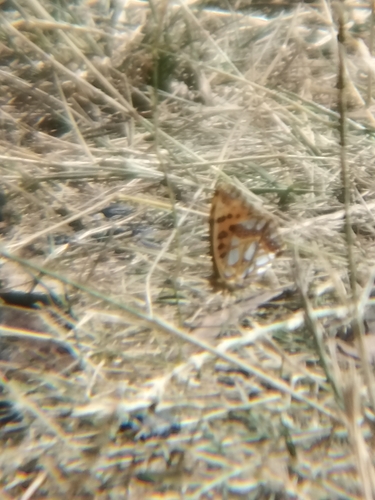 Queen of Spain Fritillary