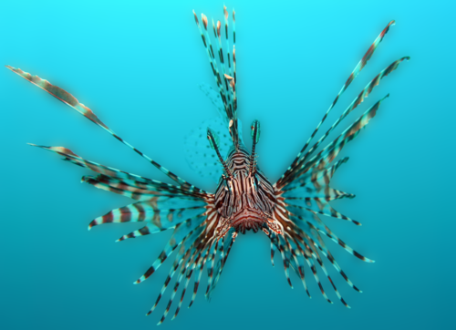 Common Lionfish