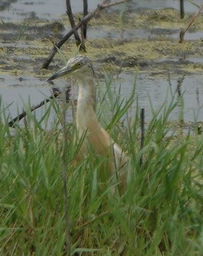 iNaturalist image