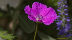 Geranium incanum