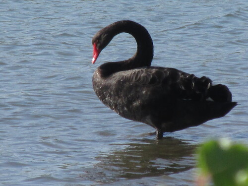 iNaturalist image