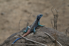 Acanthocercus adramitanus