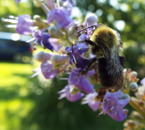 Common Eastern Bumble Bee