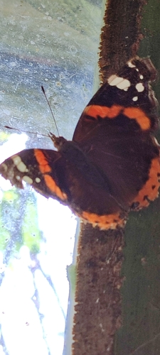 Red Admiral